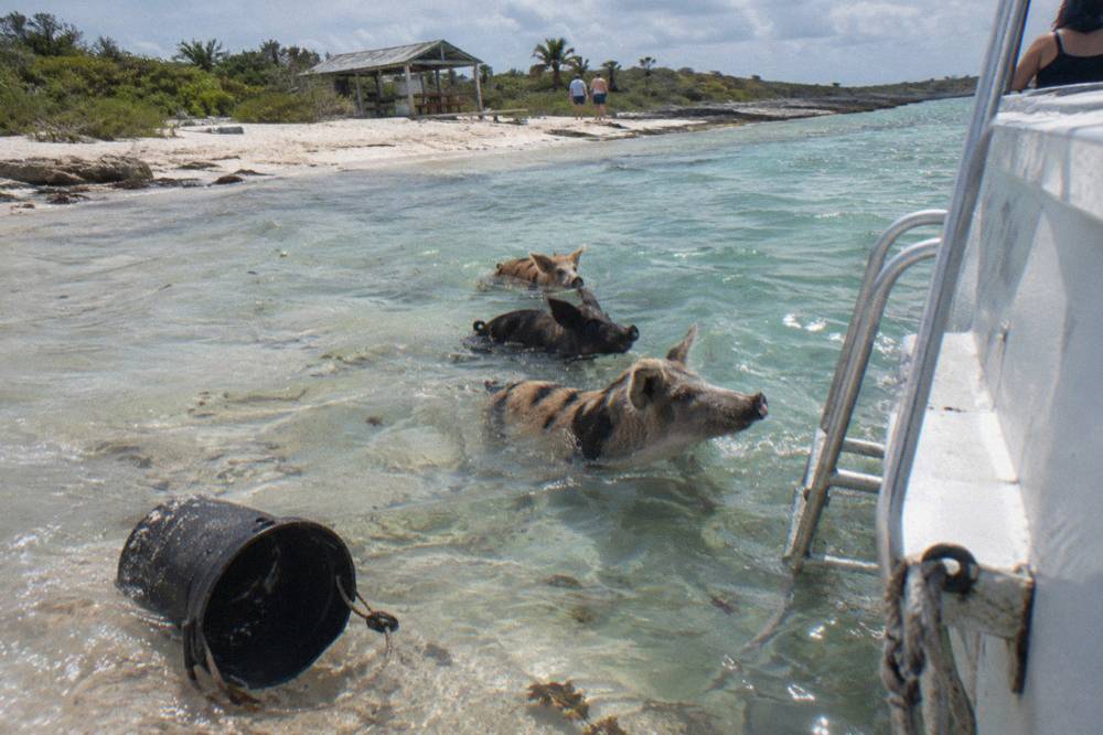 Swimming pigs wading into clear shallow water beside a tour boat